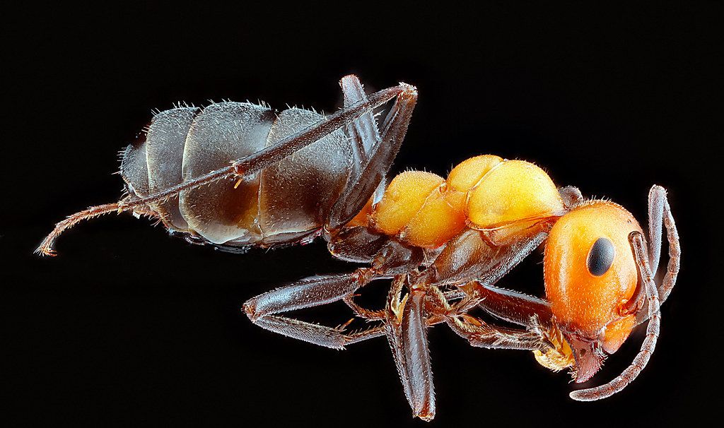 Ant Control service in Waukegan, IL