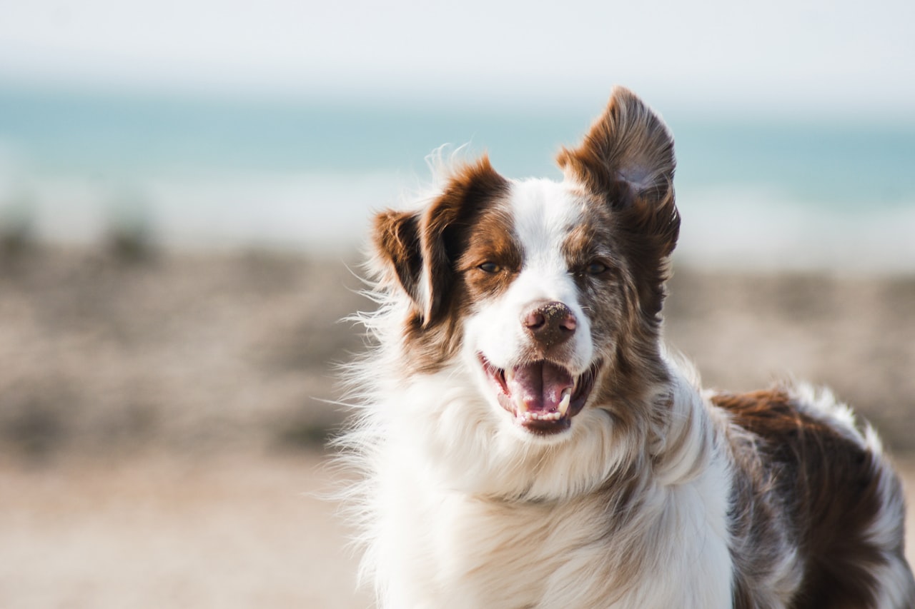 Flea & Tick Control service in Waukegan, IL