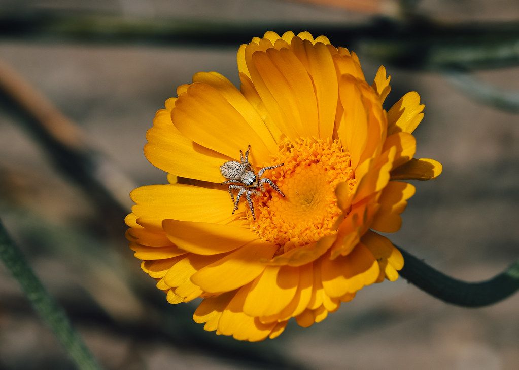 Spider Control service in Waukegan, IL